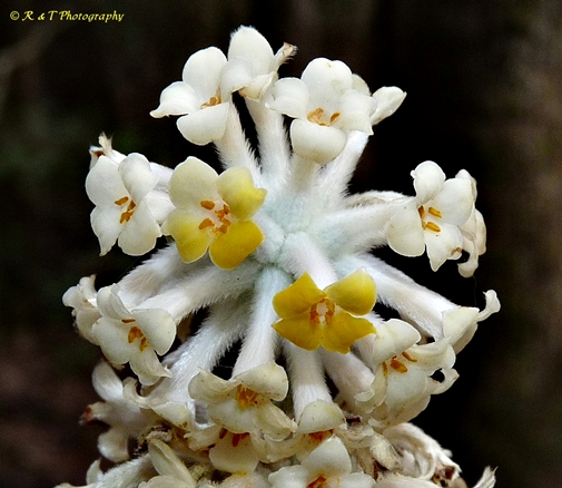 {Edgeworthia papyrifera}